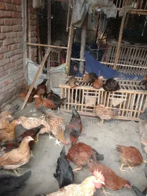 টাইগার মুরগি