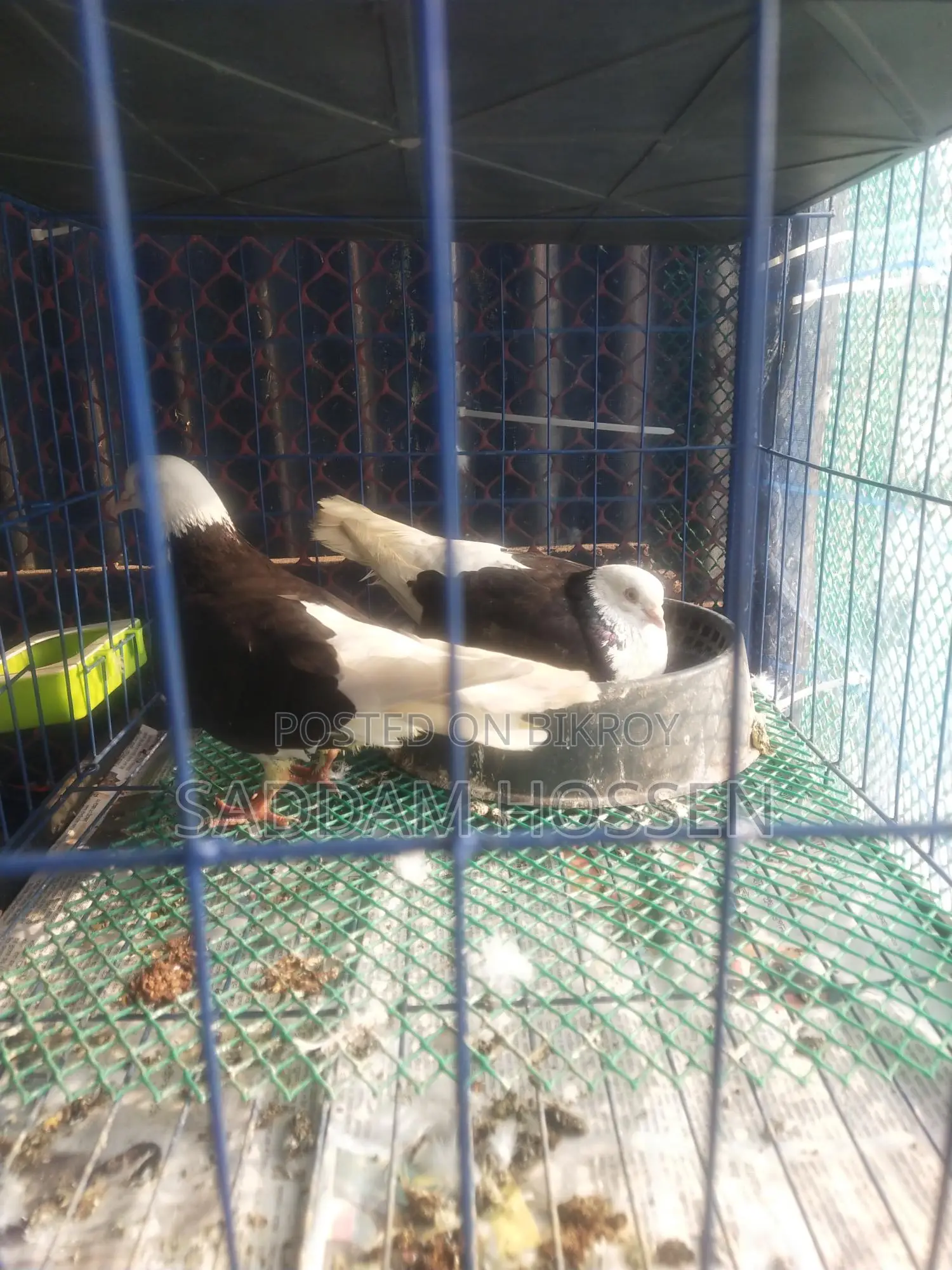 Pigeons