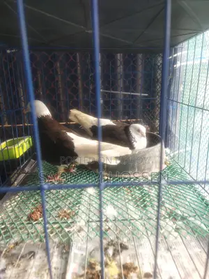 Pigeons