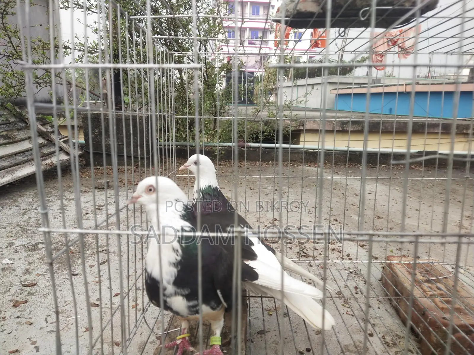 Pigeons