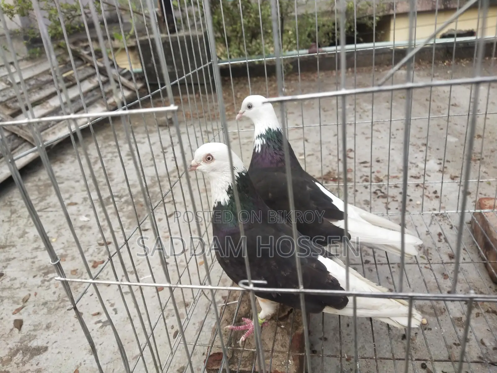 Pigeons