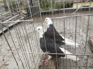 Pigeons