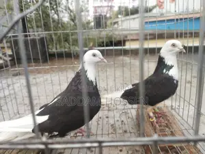 Pigeons