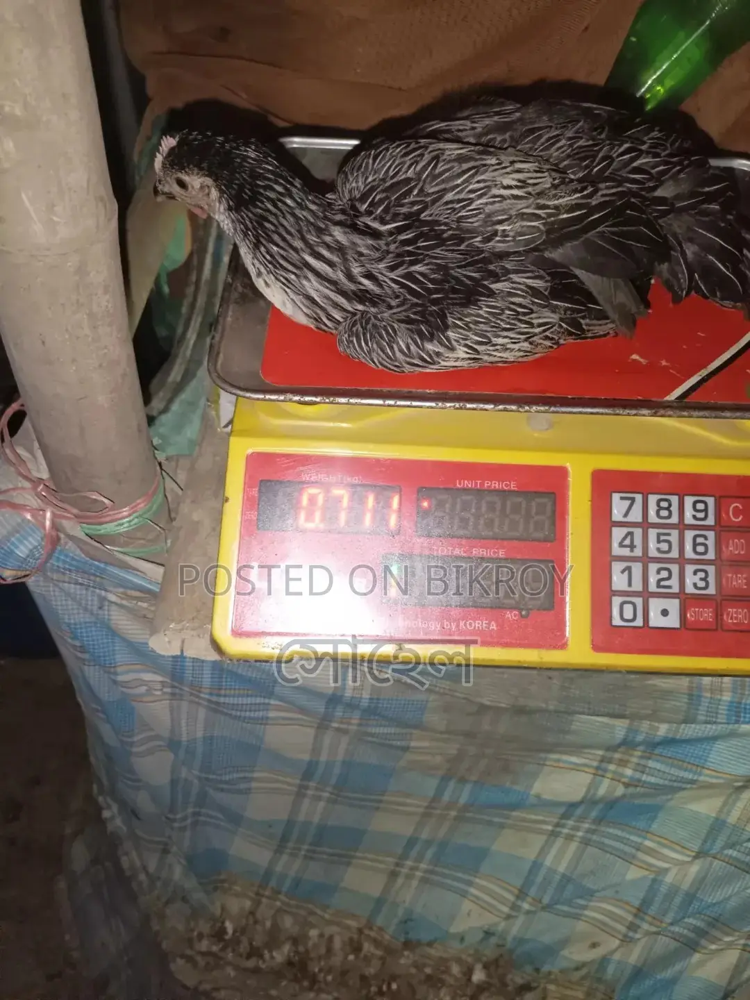 দেশি মুরগি,(আগে পড়ুন)