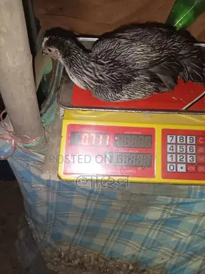 দেশি মুরগি,(আগে পড়ুন)