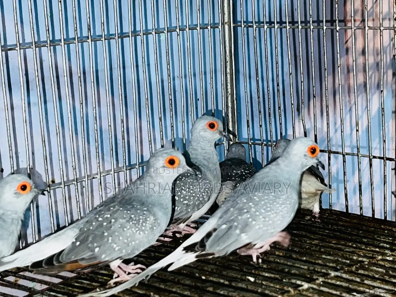 Running Diamond Dove Birds