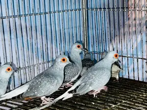 Running Diamond Dove Birds