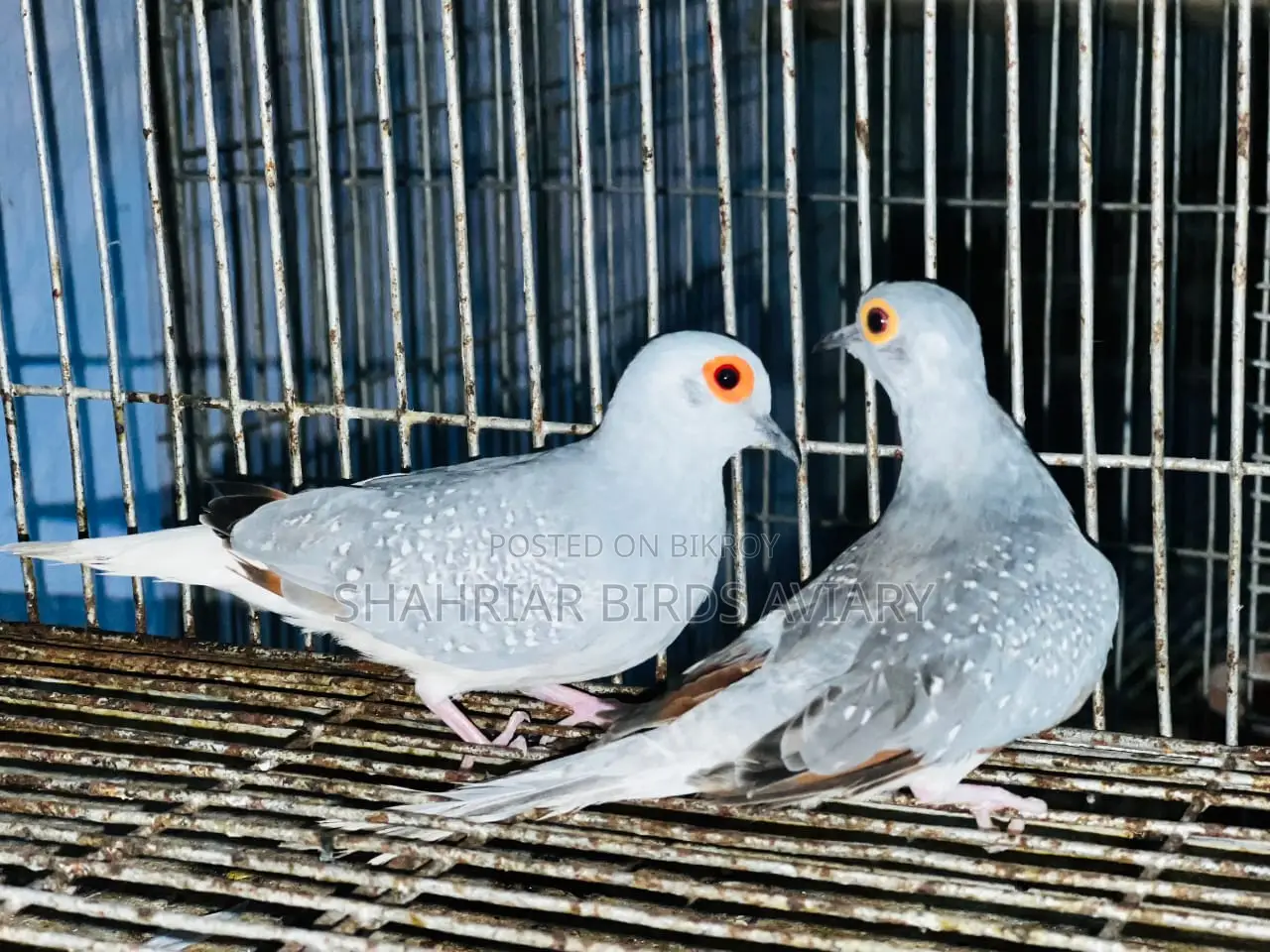 Running Diamond Dove Birds