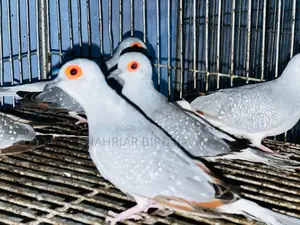 Running Diamond Dove Birds