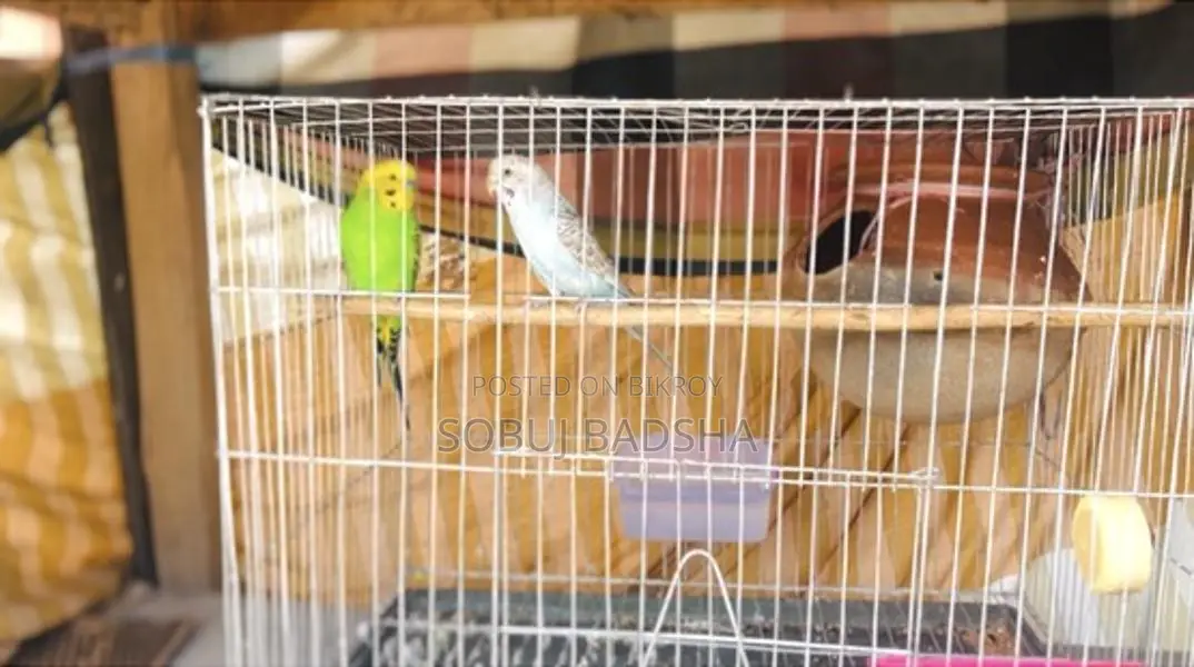 Budgie Running