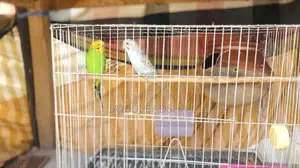 Budgie Running