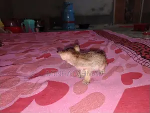 একটি বিড়াল ছানার জন্য একটা পরিবার লাগবে