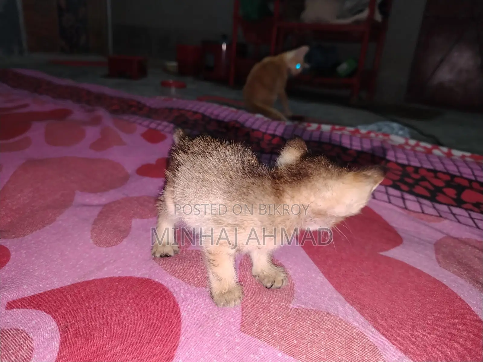 একটি বিড়াল ছানার জন্য একটা পরিবার লাগবে