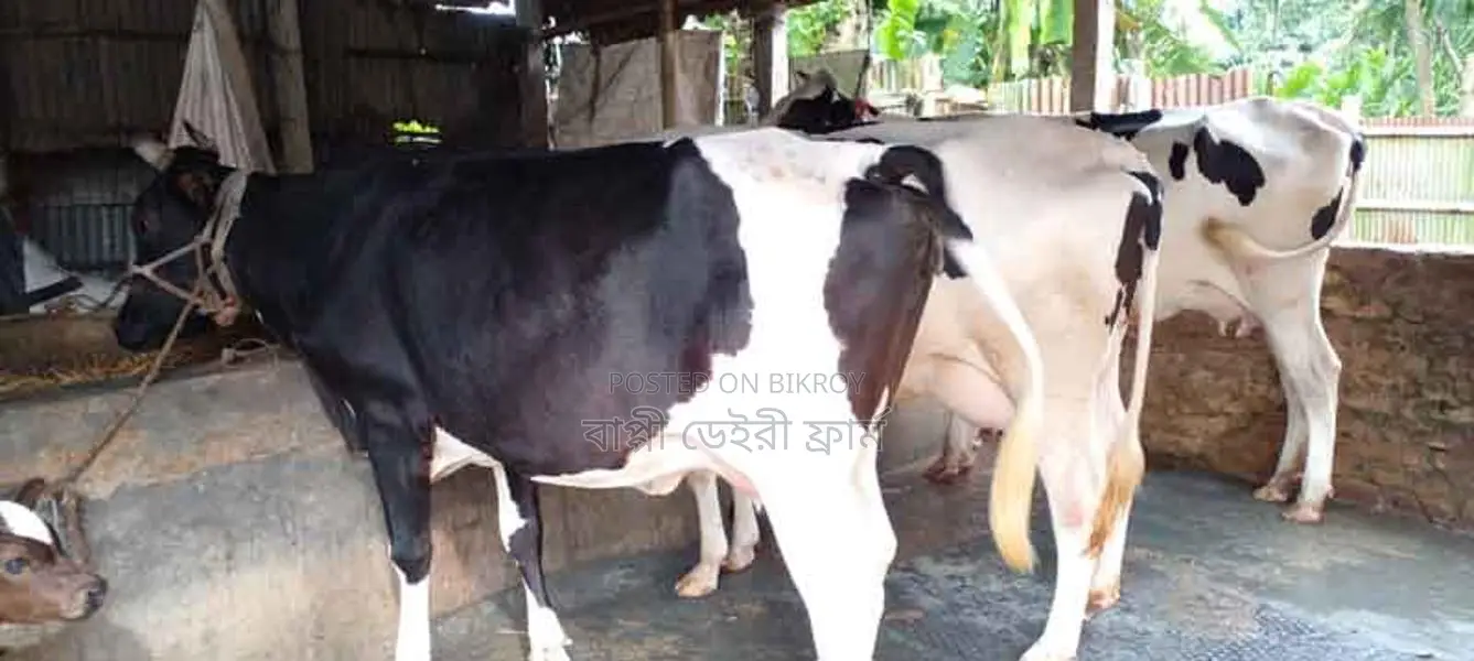 বাছাই কৃত ভালো জাতের ৩টি গভী বিক্রয় হবে।(১০৮৬ নং)