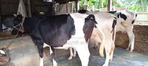 বাছাই কৃত ভালো জাতের ৩টি গভী বিক্রয় হবে।(১০৮৬ নং)