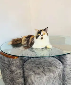 Tea Table for Sale