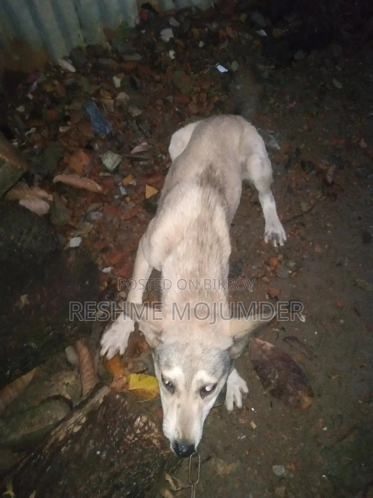 Original White German Shepherd