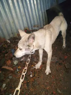 Original White German Shepherd