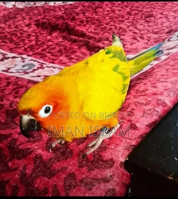 Sun Conure Bird