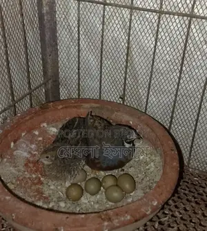 King Quail Birds
