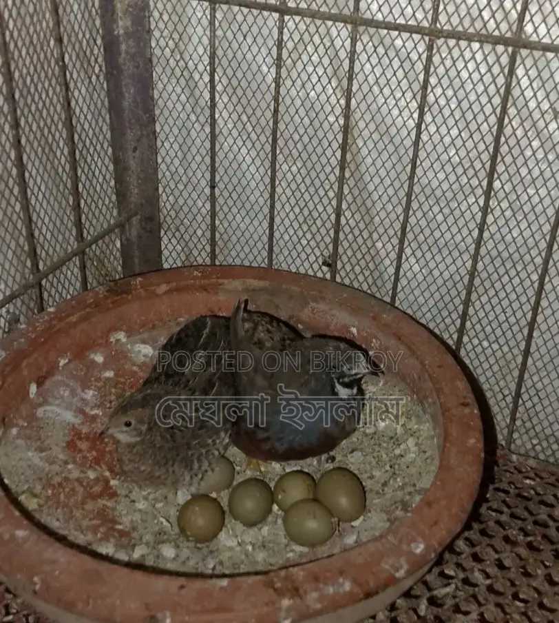 King Quail Birds