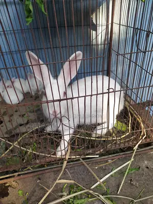 Rabbit