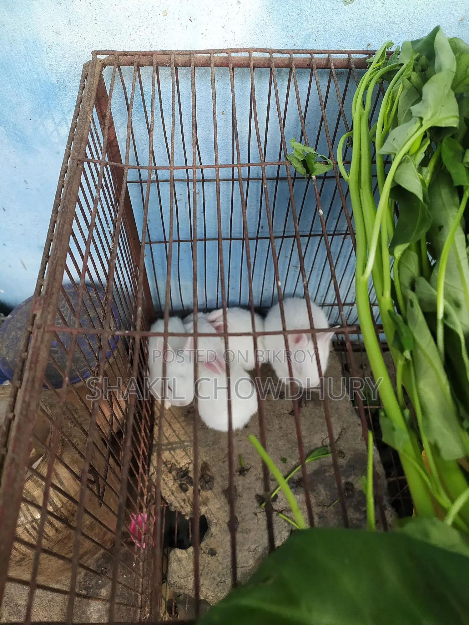 Rabbit