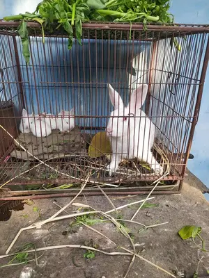 Rabbit