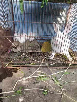 Rabbit