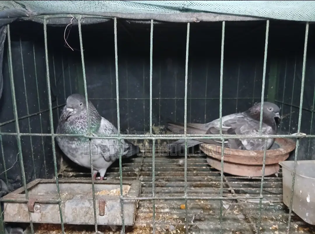 Bagha Pigeons