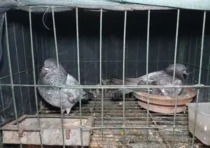 Bagha Pigeons