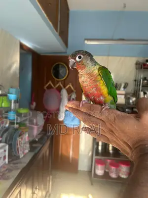 100% Insha'Allah Tame Conure Bird
