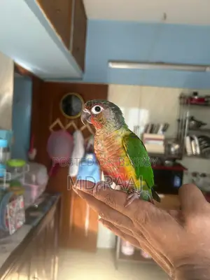 100% Insha'Allah Tame Conure Bird