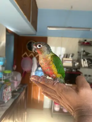 100% Insha'Allah Tame Conure Bird