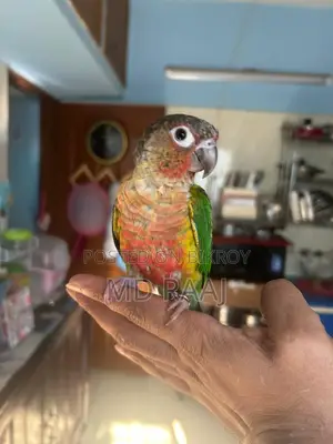 100% Insha'Allah Tame Conure Bird