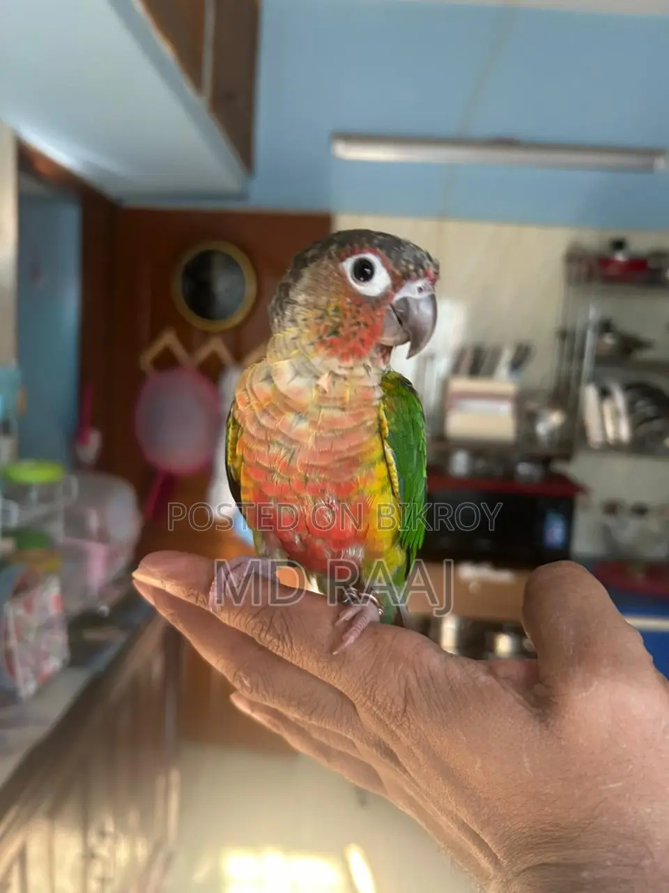 100% Insha'Allah Tame Conure Bird