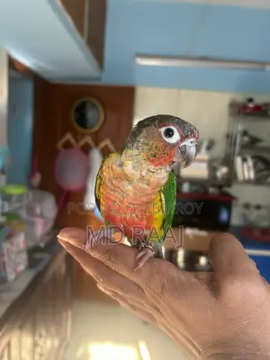100% Insha'Allah Tame Conure Bird