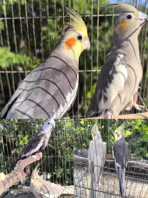 3 Pairs of Running Grey Cockatiel Birds for Sale