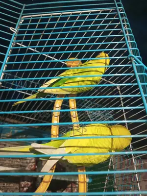 Budgerigar Bird
