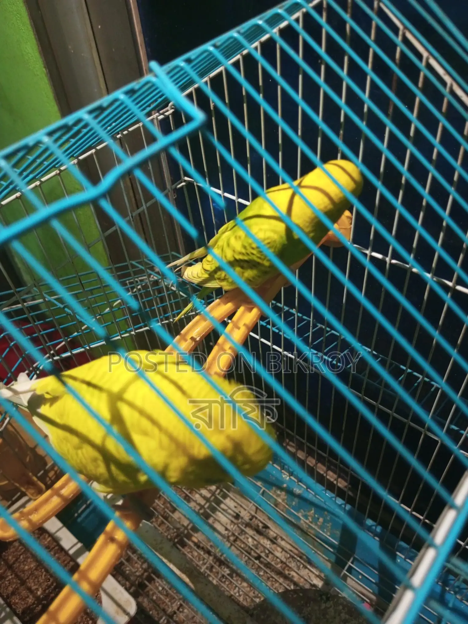 Budgerigar Bird
