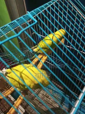 Budgerigar Bird