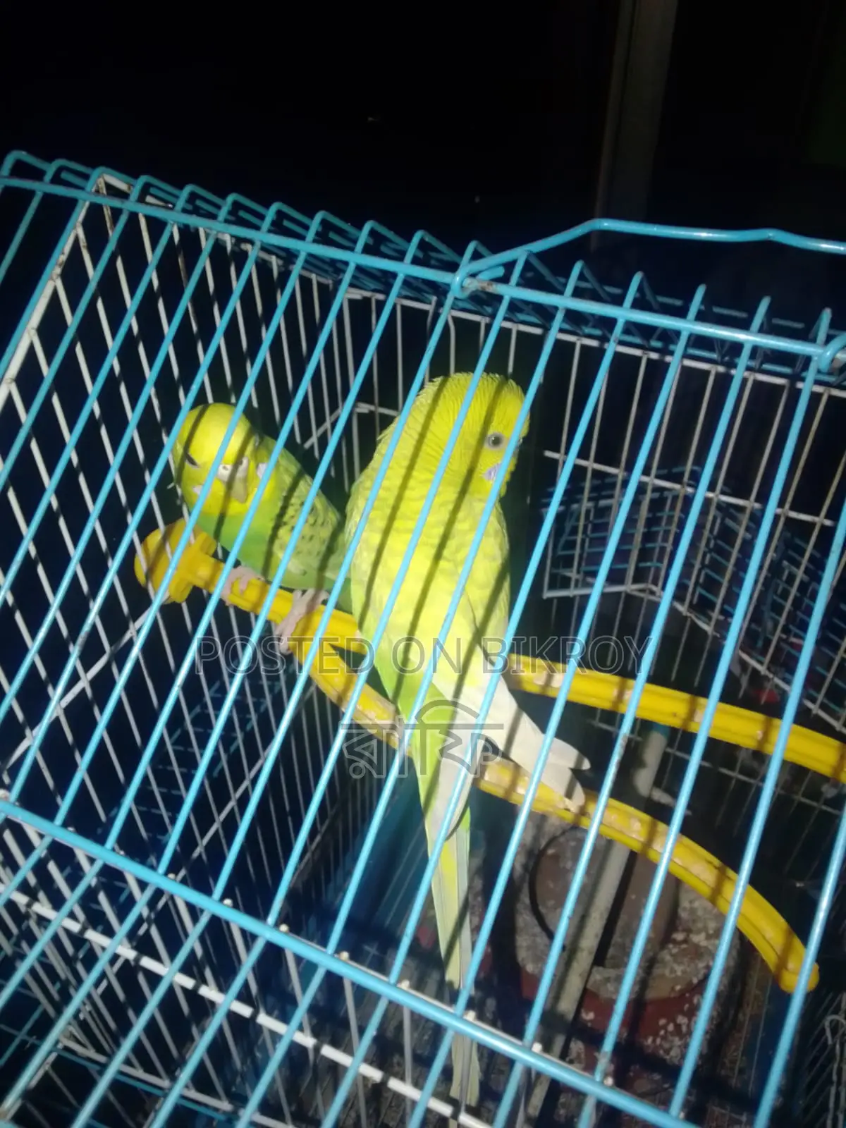 Budgerigar Bird