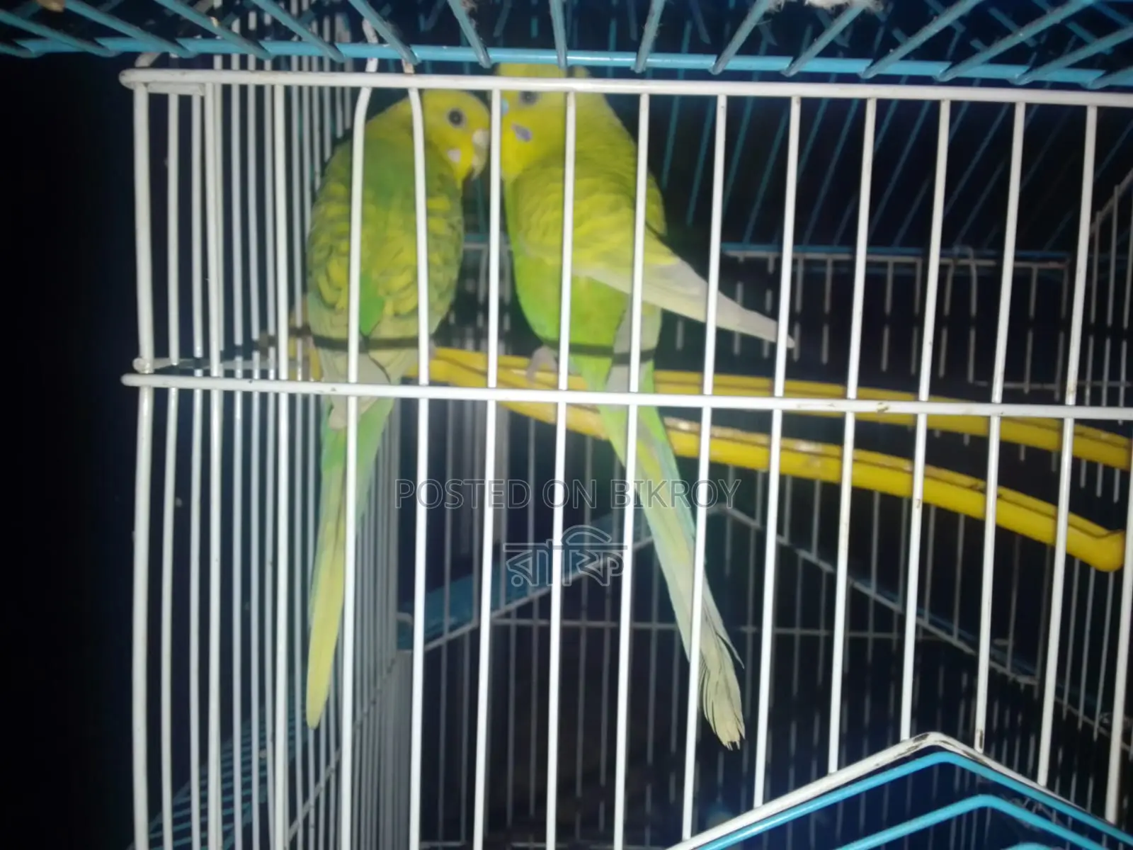 Budgerigar Bird