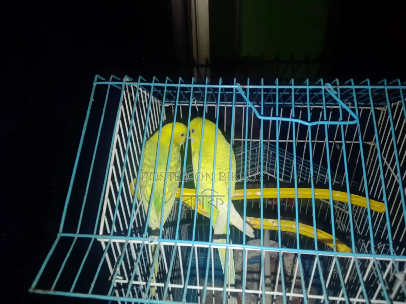 Budgerigar Bird