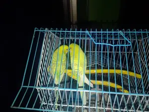 Budgerigar Bird