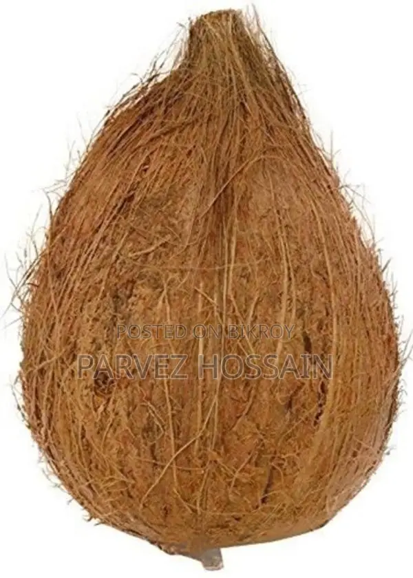 Large Size Coconut