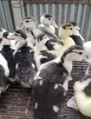 চিনা হাঁস