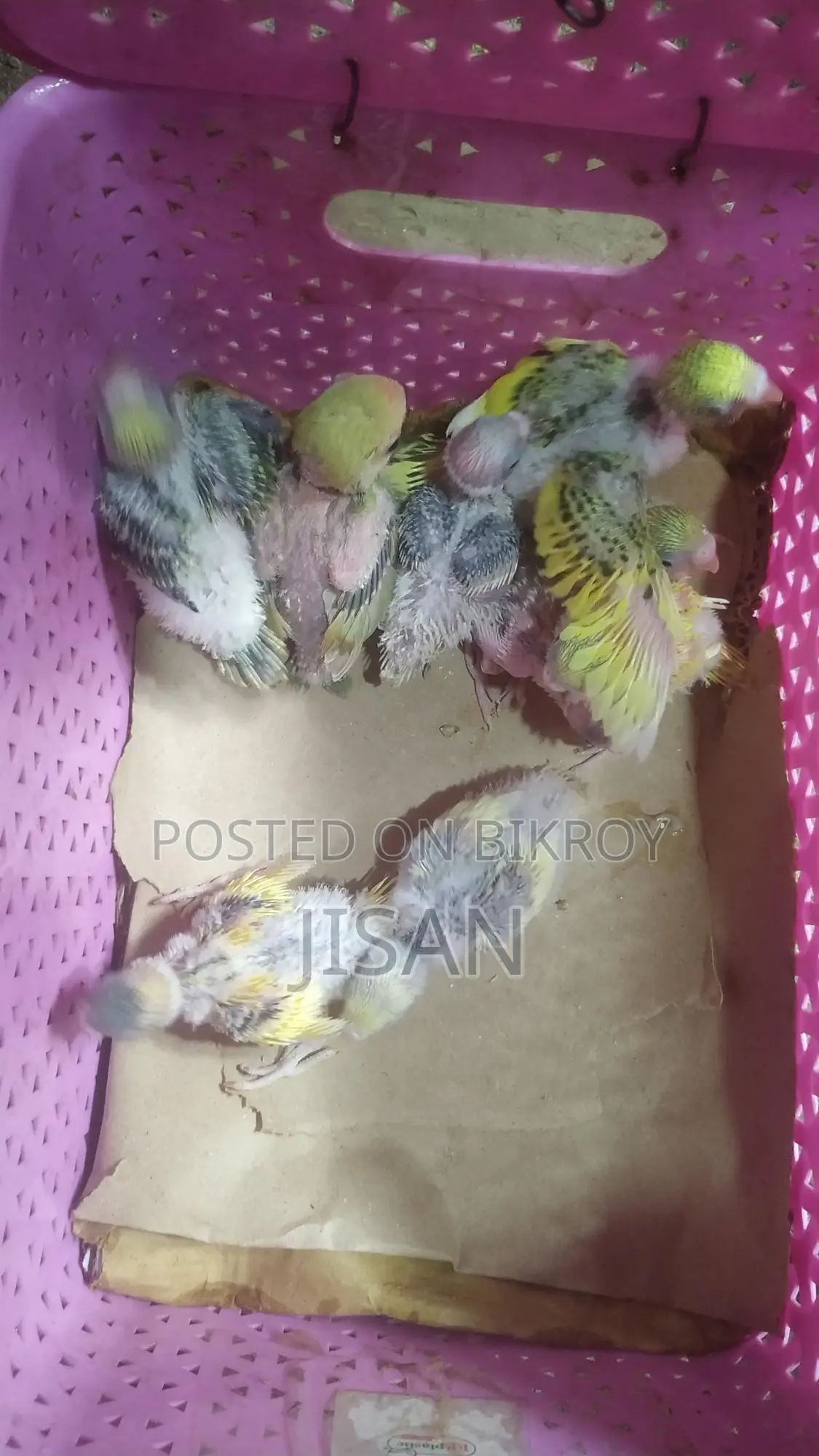 বাজ্রিগার টেম সাইজ বাচ্চা, কথাও শিখাতে পারবেন