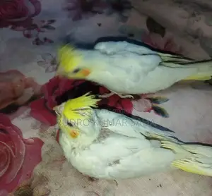 Cockatiel Bird