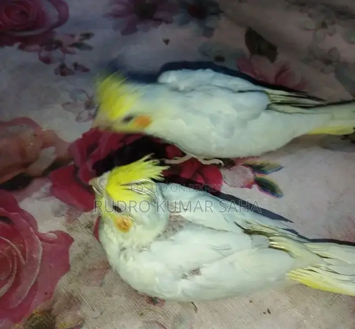 Cockatiel Bird
